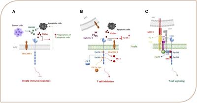 Frontiers The Role Of Tim In Hepatocellular Carcinoma A Promising